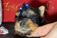 Loki TINY quality doll faced Yorkie puppy , a male Yorkshire Terrier for sale in Springfield, GA – 3 of 9