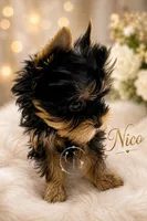 Nico doll faced quality Yorkie  , a male Yorkshire Terrier for sale in Springfield, GA – 4 of 10