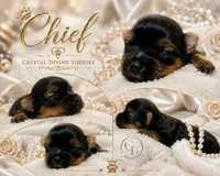 Tiny little Chief , a male Yorkshire Terrier for sale in Springfield, GA – 3 of 6