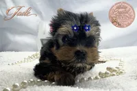 Jade , a female Yorkshire Terrier for sale in Springfield, GA – 1 of 3