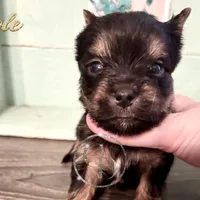 Cole, a male Yorkshire Terrier for sale in Springfield, GA – Photo 6 of 9