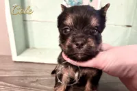 Cole, a male Yorkshire Terrier for sale in Springfield, GA – Photo 1 of 9