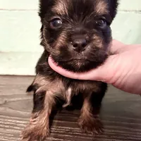 Cole, a male Yorkshire Terrier for sale in Springfield, GA – Photo 8 of 9