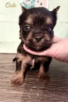 Cole, a male Yorkshire Terrier for sale in Springfield, GA – Photo 8 of 9