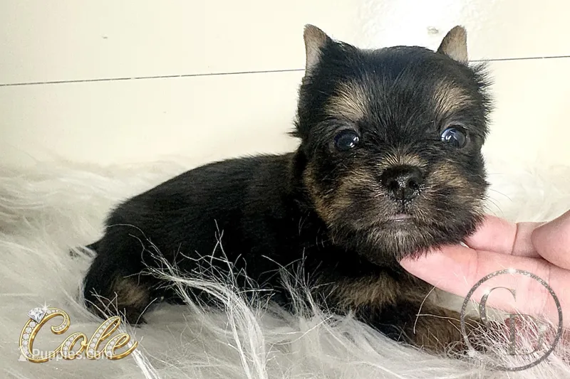 Cole – Yorkshire Terrier puppy for sale in Springfield, GA