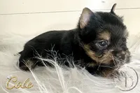 Cole, a male Yorkshire Terrier for sale in Springfield, GA – Photo 3 of 9