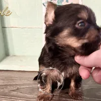 Cole, a male Yorkshire Terrier for sale in Springfield, GA – Photo 9 of 9