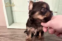 Cole, a male Yorkshire Terrier for sale in Springfield, GA – Photo 9 of 9