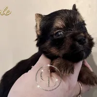 Cole, a male Yorkshire Terrier for sale in Springfield, GA – Photo 7 of 9