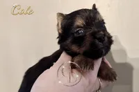 Cole, a male Yorkshire Terrier for sale in Springfield, GA – Photo 3 of 9