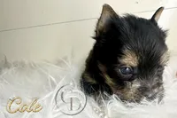 Cole, a male Yorkshire Terrier for sale in Springfield, GA – Photo 5 of 9