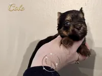 Cole, a male Yorkshire Terrier for sale in Springfield, GA – Photo 2 of 9