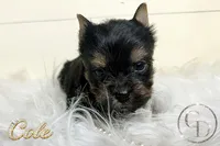 Cole, a male Yorkshire Terrier for sale in Springfield, GA – Photo 4 of 9