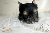 Cole, a male Yorkshire Terrier for sale in Springfield, GA – Photo 2 of 9