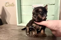 Cole, a male Yorkshire Terrier for sale in Springfield, GA – Photo 4 of 9