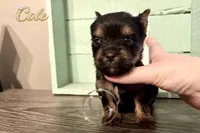 Cole, a male Yorkshire Terrier for sale in Springfield, GA – Photo 5 of 9
