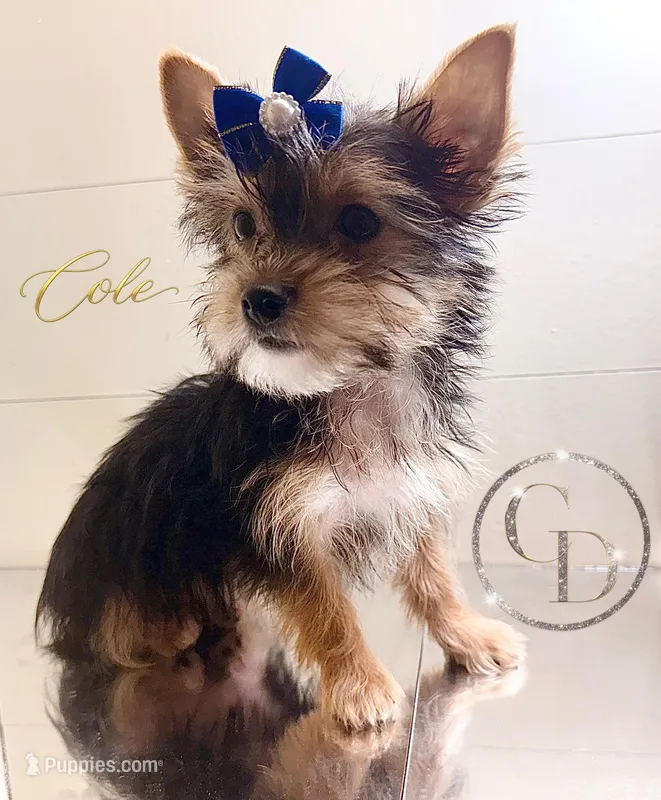Cole – Yorkshire Terrier puppy for sale in Springfield, GA
