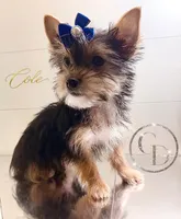 Cole, a male Yorkshire Terrier for sale in Springfield, GA – Photo 1 of 10