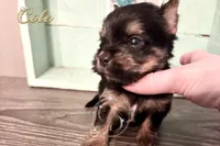 Cole, a male Yorkshire Terrier for sale in Springfield, GA – Photo 7 of 9