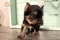 Cole, a male Yorkshire Terrier for sale in Springfield, GA – Photo 6 of 9