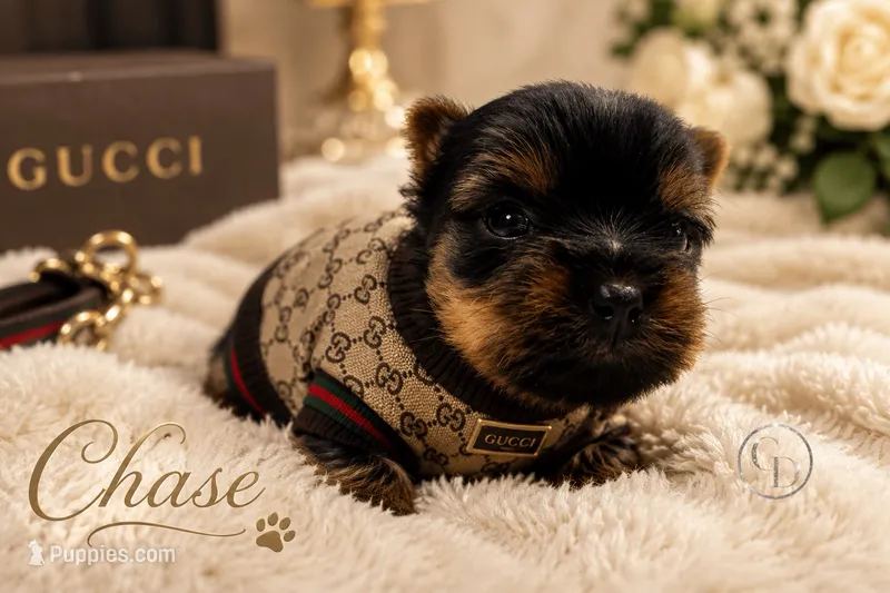 Tiny little Chase  – Yorkshire Terrier puppy for sale in Springfield, GA