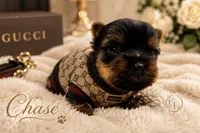 Tiny little Chase , a male Yorkshire Terrier for sale in Springfield, GA – 1 of 5