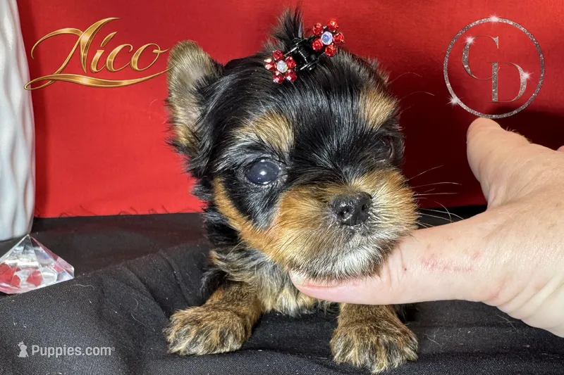 Nico doll faced quality Yorkie   – Yorkshire Terrier puppy for sale in Springfield, GA