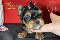 Nico doll faced quality Yorkie  , a male Yorkshire Terrier for sale in Springfield, GA – 1 of 3