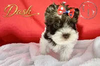 Dash - Quality Yorkie , a male Yorkshire Terrier for sale in Springfield, GA – 4 of 10