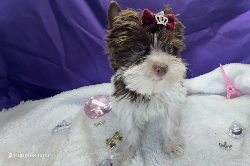 Dash  – Yorkshire Terrier puppy for sale in Springfield, GA