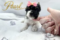 Pearl , a female Yorkshire Terrier for sale in Springfield, GA – 4 of 9