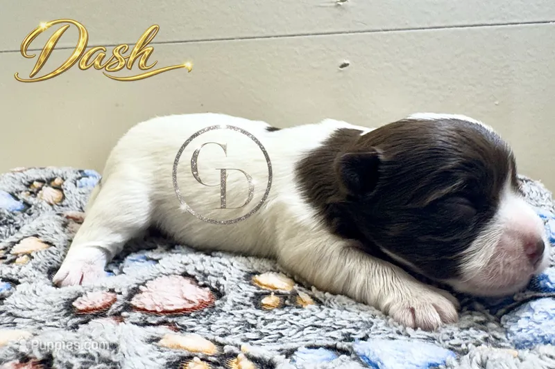 Dash - Quality Yorkie  – Yorkshire Terrier puppy for sale in Springfield, GA