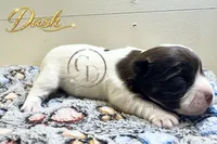 Dash - Quality Yorkie , a male Yorkshire Terrier for sale in Springfield, GA – 1 of 5