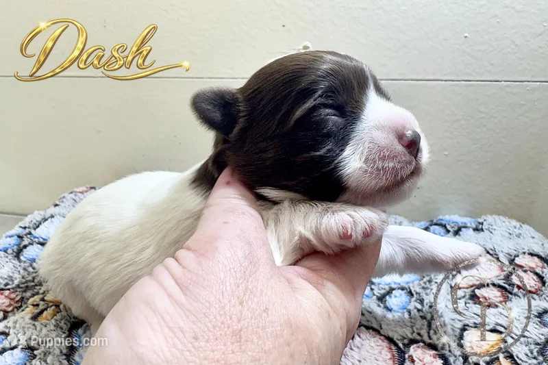 Dash - Quality Yorkie  – Yorkshire Terrier puppy for sale in Springfield, GA
