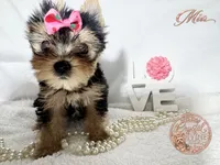 Mia, a female Yorkshire Terrier for sale in Springfield, GA – 6 of 7