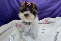 Dash , a male Yorkshire Terrier for sale in Springfield, GA – 5 of 8