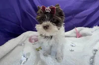 Dash , a male Yorkshire Terrier for sale in Springfield, GA – 4 of 8