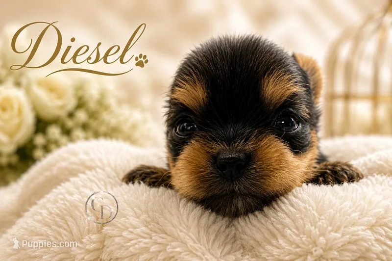 Tiny little Diesel – Yorkshire Terrier puppy for sale in Springfield, GA