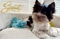 Scout , a female Yorkshire Terrier for sale in Springfield, GA – 9 of 9