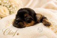 Tiny little Chief , a male Yorkshire Terrier for sale in Springfield, GA – 6 of 6