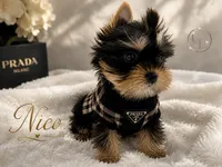 Nico doll faced quality Yorkie  , a male Yorkshire Terrier for sale in Springfield, GA – 1 of 10