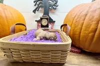 processed/da4aa61b-1f10-4f57-b8d0-9f7590e5c19b/listing/6994ffb5-88f6-400c-8c8d-580bd7431ee3/3faefdb1-f16d-400a-8589-b1a3fa6cd4a3