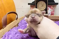 processed/da4aa61b-1f10-4f57-b8d0-9f7590e5c19b/listing/6994ffb5-88f6-400c-8c8d-580bd7431ee3/beccac8f-bc03-4259-a93c-338e39318629