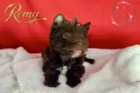 Remy - Quality Yorkie , a male Yorkshire Terrier for sale in Springfield, GA – 6 of 9