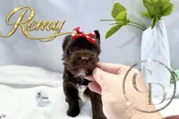 Remy - Quality Yorkie , a male Yorkshire Terrier for sale in Springfield, GA – 8 of 9