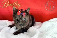 Bentley - Quality Yorkie , a male Yorkshire Terrier for sale in Springfield, GA – 3 of 10