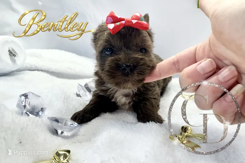 Bentley - Quality Yorkie  – Yorkshire Terrier puppy for sale in Springfield, GA