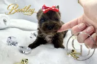 Bentley - Quality Yorkie , a male Yorkshire Terrier for sale in Springfield, GA – 6 of 10