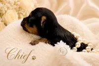 Tiny little Chief , a male Yorkshire Terrier for sale in Springfield, GA – 4 of 6