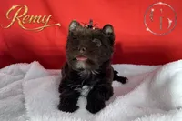 Remy - Quality Yorkie , a male Yorkshire Terrier for sale in Springfield, GA – 4 of 9
